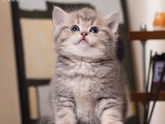 -小猫来了·猫舍(红山六九七九店)