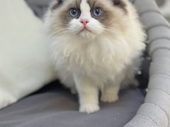 -lincat·猫舍(广州店)