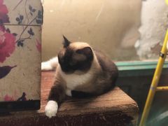 -猫咪博物馆(顶澳仔猫街店)