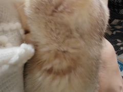 -伟伟宠物医院·CT影像中心·瑞派犬猫综合性门诊(汉口总院)
