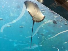 景观位-瑞德姆美人鱼海底演艺主题餐厅(亚龙湾店)