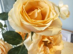 -北方家宴(番禺永旺店)