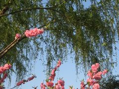 -南汇桃花村