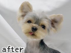 -小尾巴宠物店(万科·金域华庭店)