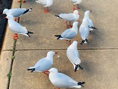 -企鹅岛