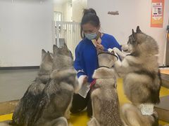 -Husky Go! 哈士奇体验馆·宠物咖啡厅狗咖