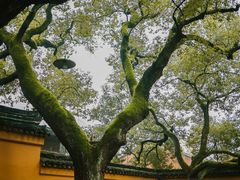 -西园戒幢律寺