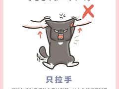 -喵百万·布偶·蓝金金渐层英短·猫舍(百子湾店)