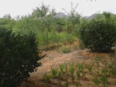 -荆轲塔