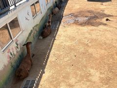 -西霞口神雕山野生动物世界