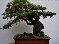 -情妹妹干锅锅(中海国际购物公园店)