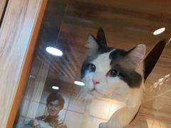 -白兔子密室(长寿路店)