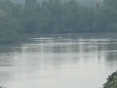 -大湾区中央湿地公园