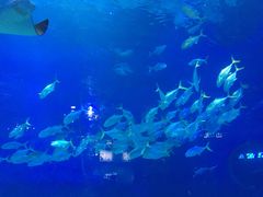 -烟台海昌鲸鲨海洋公园