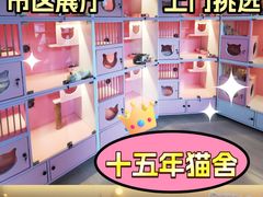 -麒麟缅因猫舍·十五年缅因猫选购中心