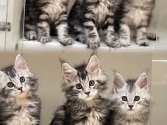 -lincat·猫舍(广州店)