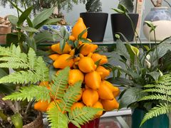 -金陵花卉交易市场