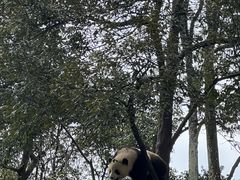 -中国大熊猫保护研究中心雅安碧峰峡基地