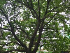 -成都市活水公园