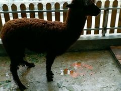 羊驼-泉州海丝野生动物世界