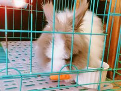 -志龙皇冠吃货椰子铺