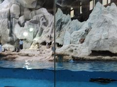 -帝企鹅自助餐厅•儿童岛•真企鹅(长隆企鹅酒店)