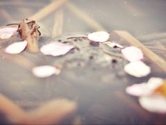 -渭南桃花源民俗文化园