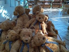 -济州岛泰迪熊博物馆