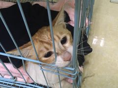 -瑞鹏宠物医院·骨科·猫科·内科(第一中心)