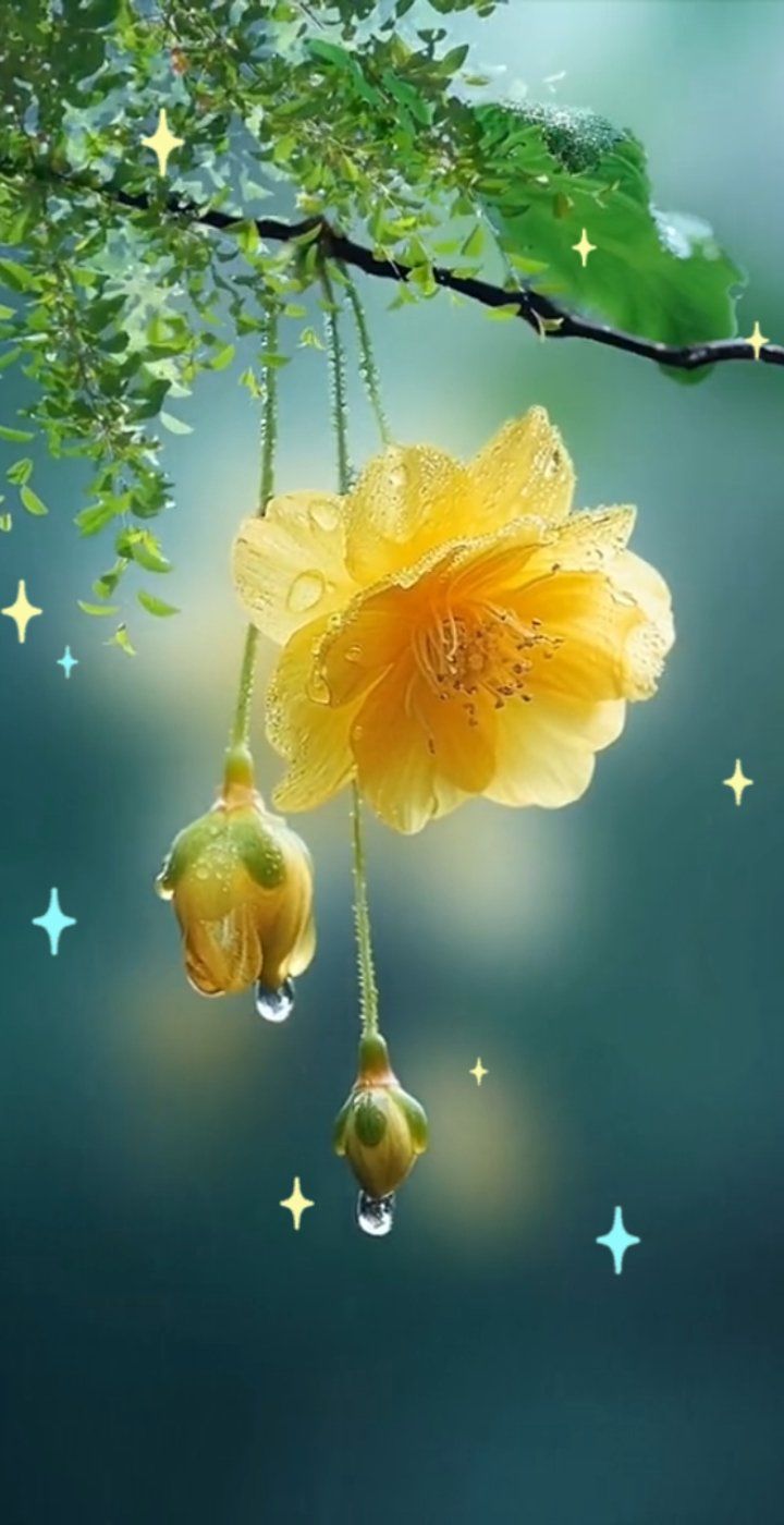 清晨花朵上的露珠故事