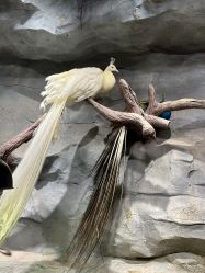 -Zoolung Zoolung动物主题公园(海信广场店)