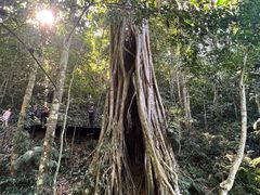 -中国科学院西双版纳热带植物园
