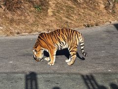 -大连森林动物园