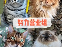 -喵屿·大理花园猫咖