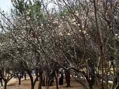 -中山市树木园
