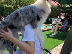 -汪说喵讲宠物乐园宠物酒店(红星美凯龙店)