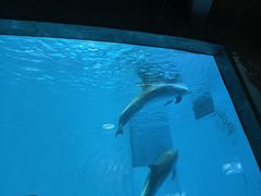 -海合安成都极地海洋公园