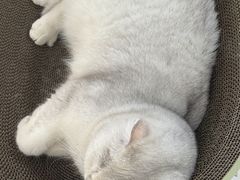 -艾贝尔宠物医院 ·内科全科(梁溪路店)