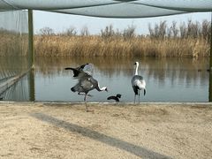 -盐城丹顶鹤湿地生态旅游区