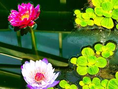 -北京植物园-展览温室