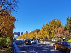 -三里屯东五街银杏大道