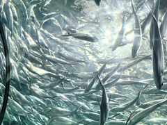 -上海海洋水族馆