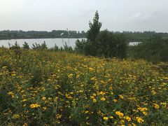 -蒲河岛湿地公园