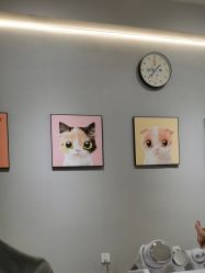 -洗脸猫·洗脸吧