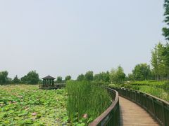 -羊亭河湿地公园