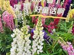 -迪士尼小镇