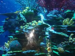 -迪拜帆船酒店海底餐厅