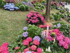 -深圳仙湖植物园