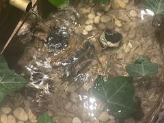 -金石国际大酒店·金丽自助餐厅