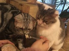 -共舞时光猫咖·狗咖(新街口店)
